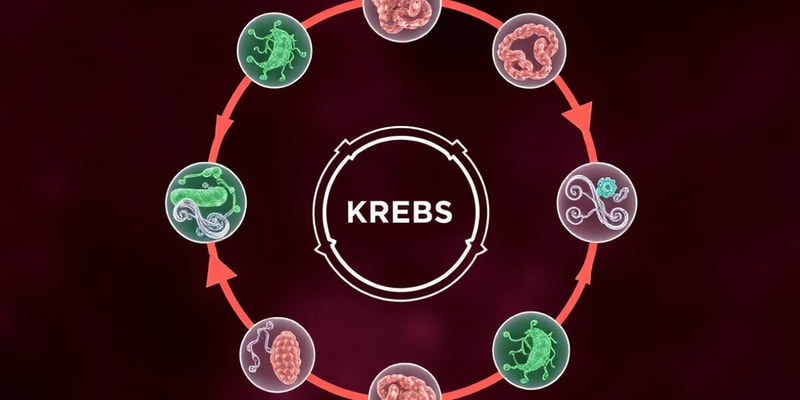 Ciclo de Krebs