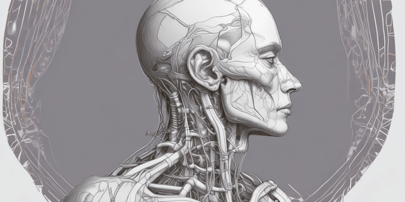 Neck Anatomy: Triangles and Muscles