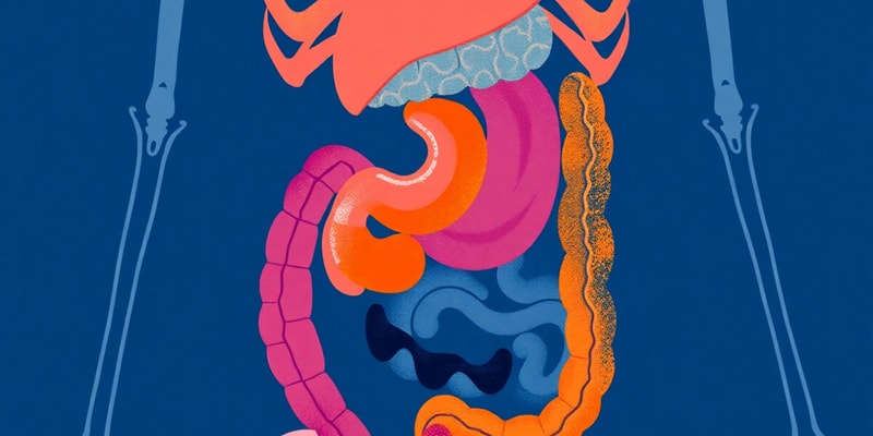 Digestive System Overview