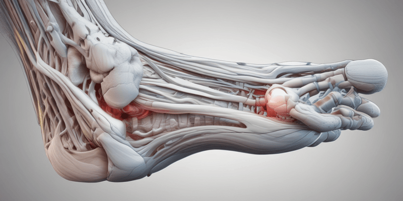 Biomechanics of the Ankle and Foot