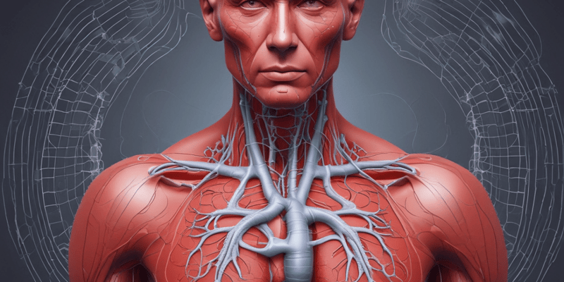 Cardiovascular System and Respiratory System Quizzes