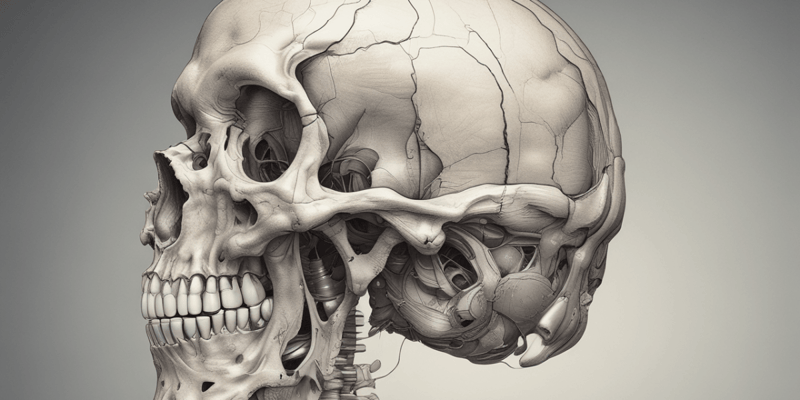 Cranial Foramina Quiz