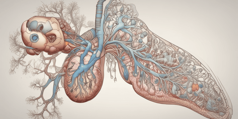 Development of The Respiratory System