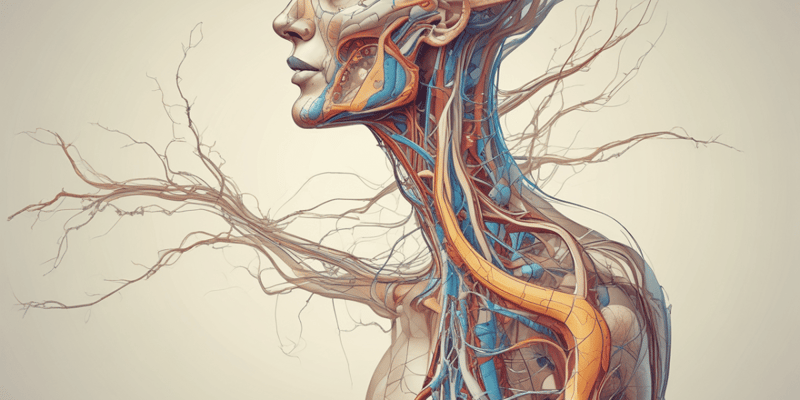 Sympathetic Nervous System Anatomy Quiz