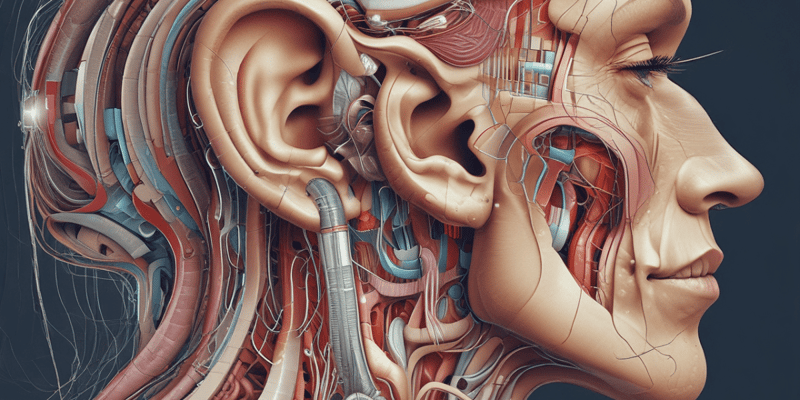 Anatomy LE 6: Auditory and Vestibular Pathways