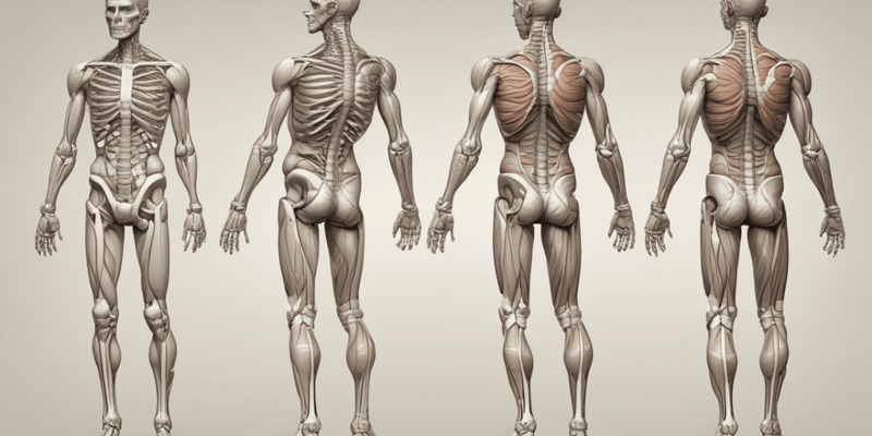 Anatomy of Joints: Fibrous, Cartilaginous, and Synovial Joints