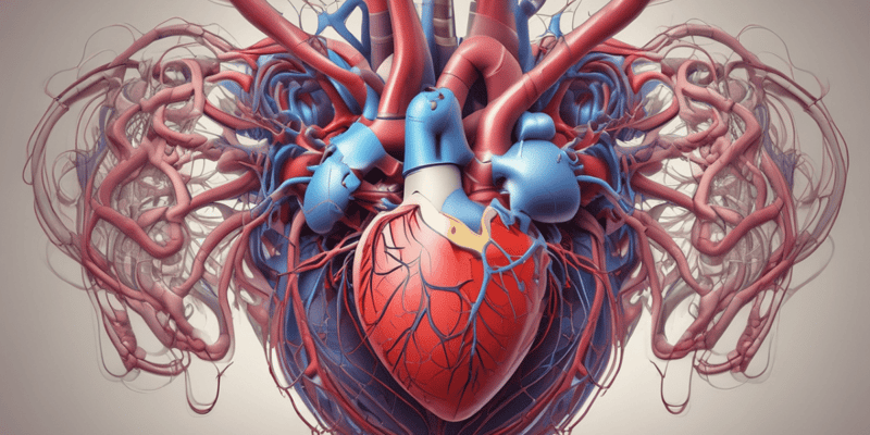 Heart Valves and Blood Circulation