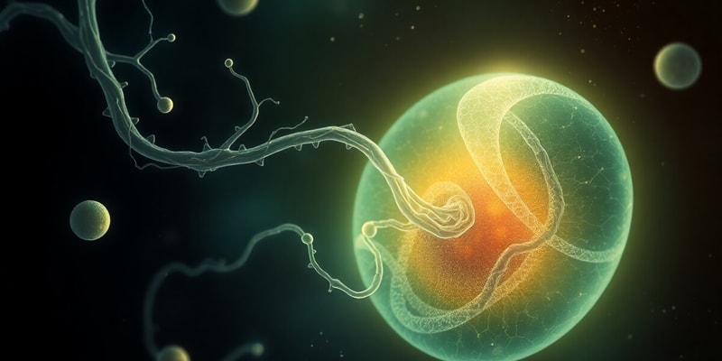 Prenatal Development and Gametogenesis