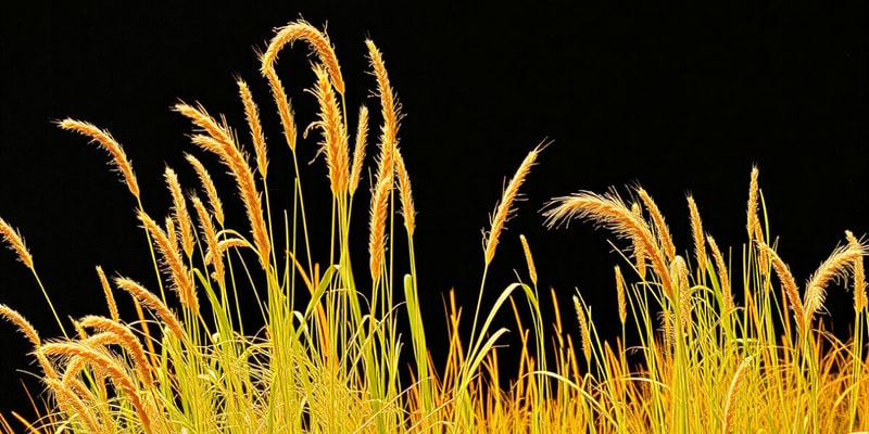 Eragrostis Tef: An Ethiopian Staple