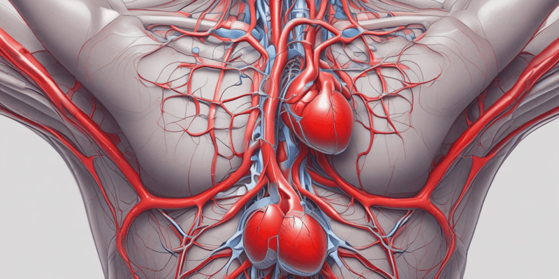L'Apparato Cardiovascolare