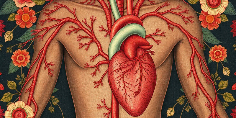 Cardiovascular System Overview