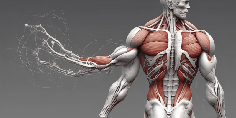Myofibrils and Muscle Fibers