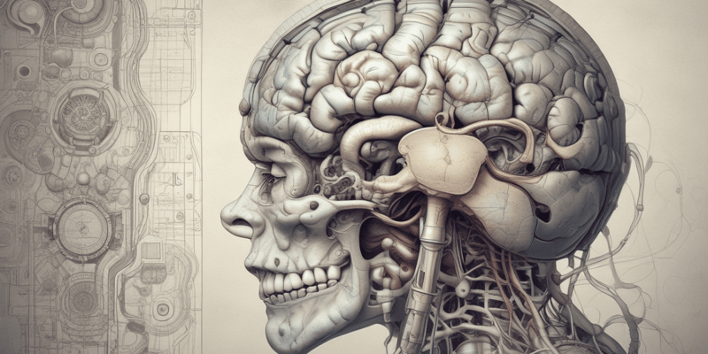 Brain Anatomy: Subarachnoid Spaces and Cisterns