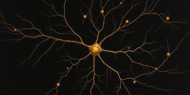 Neuroscience Chapter 12 - Classification of Neurons