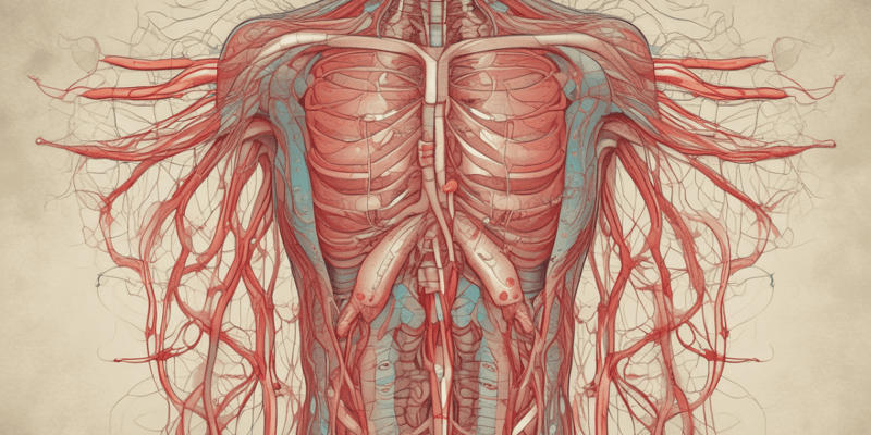 Lymphatic System and Blood Circulation