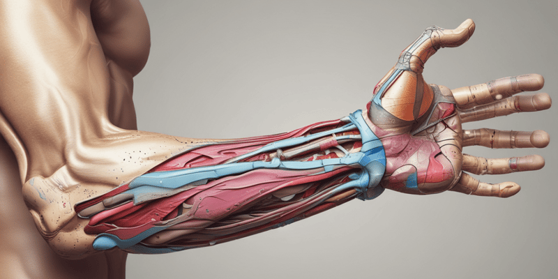 Anatomy of the Upper Limb Vessels