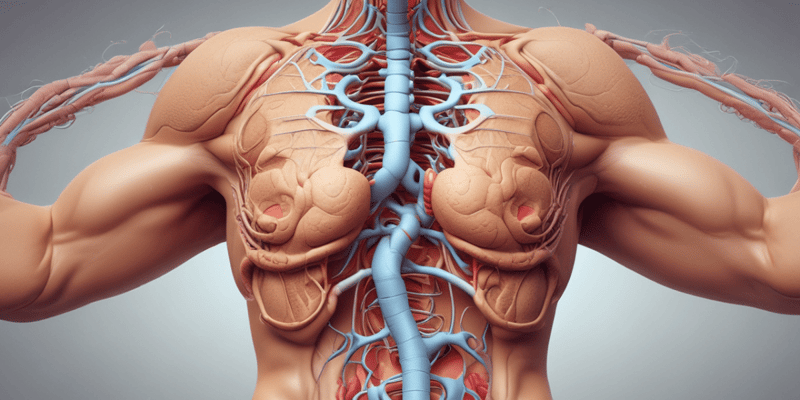Abdominal Walls: Neurovasculature and Anatomy