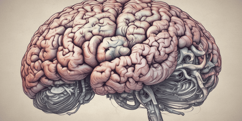 Beyin Sapı ve Fonksiyonları