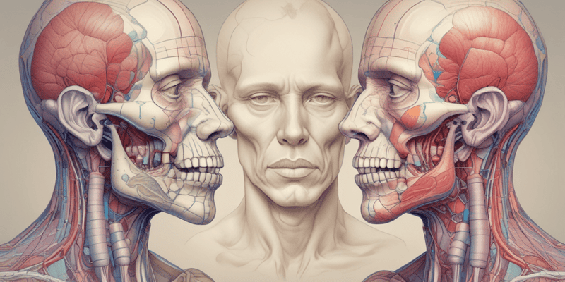 Salivary Glands Anatomy and Function