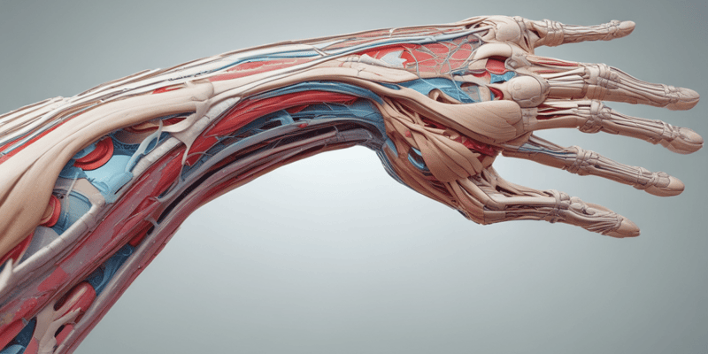 Upper Limb Neuroanatomy Quiz