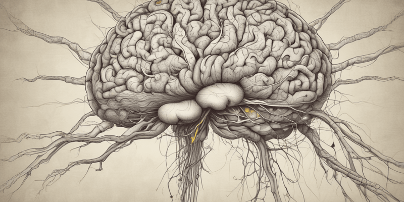 Mapping the Brain: Neuroanatomy