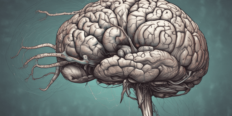 Human Brain Stem Functions