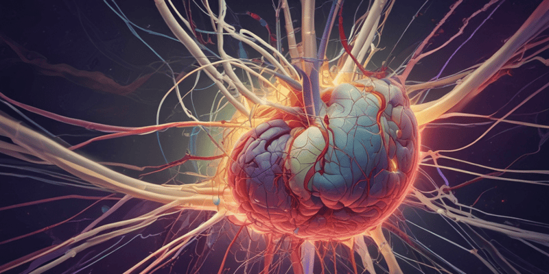 Ventricular System and CSF Overview