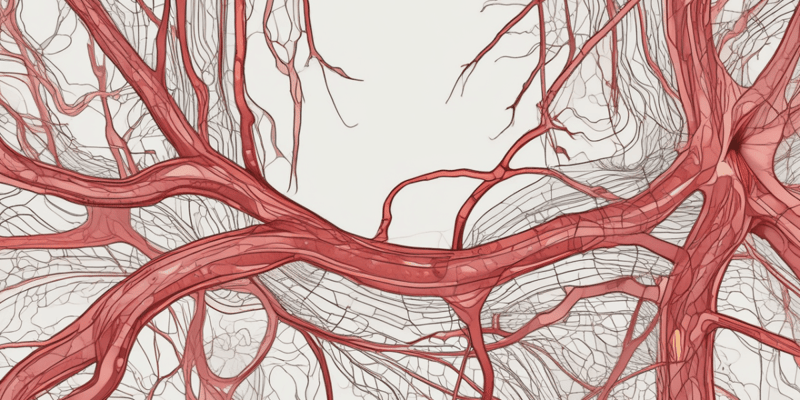Blood Vessel Types and Structure