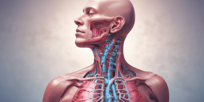 Thyroid Structure and Function: Anatomy and Physiology