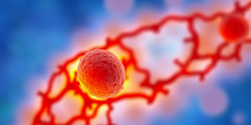 Cell Cycle Overview and Interphase Details