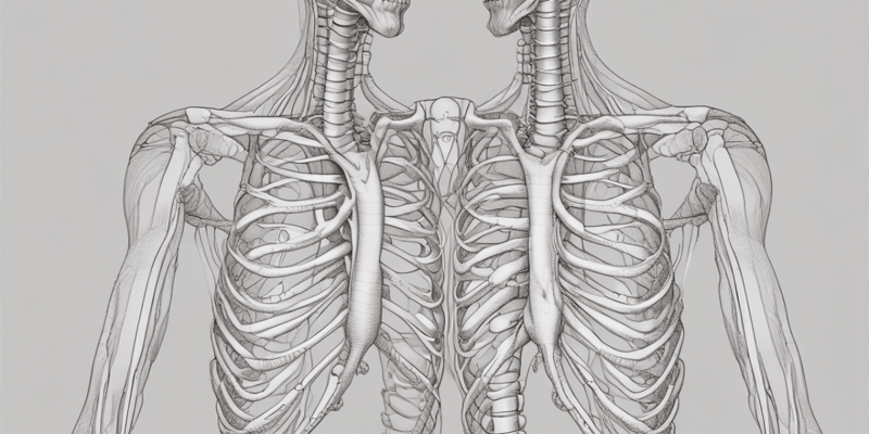 Anatomy of the Sternum