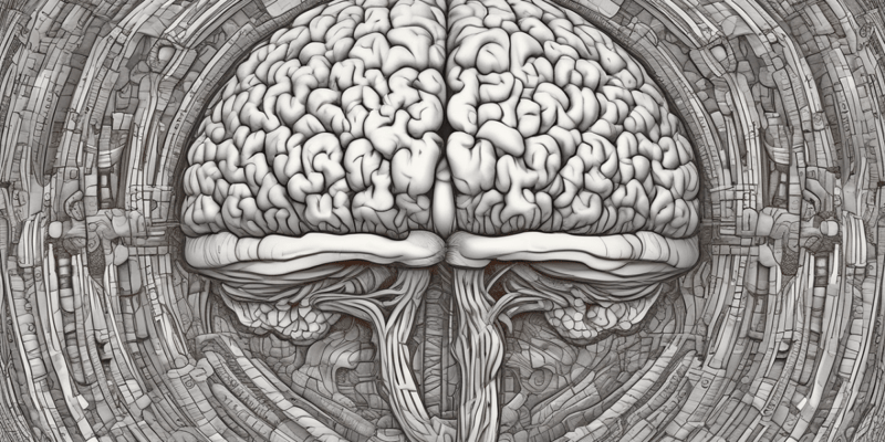Human Brain Anatomy: Central Sulcus