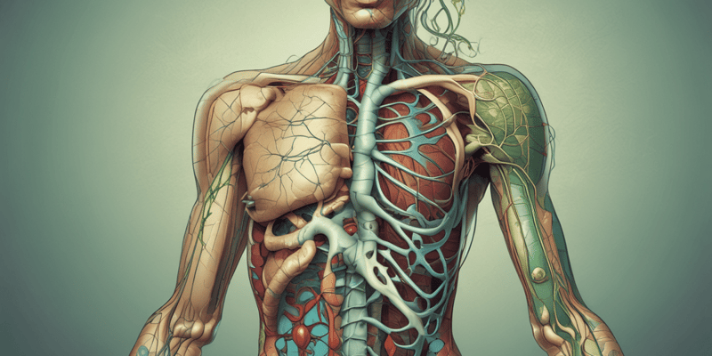 Lymphatic System Function