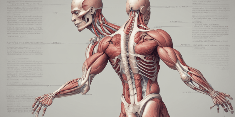 Anatomy of Muscles