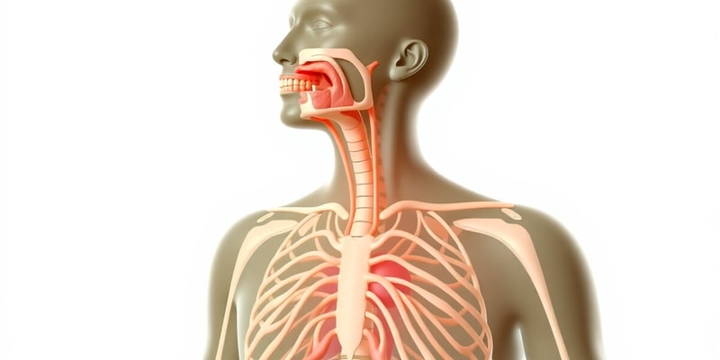 Cranial Nerves and Diaphragm Function Quiz