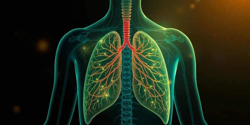 Respiratory System Homeostasis