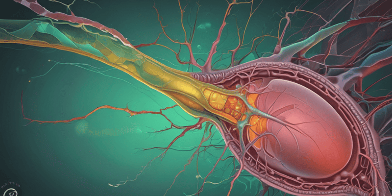 Gallenblase und Cholecystolithiasis Lektion