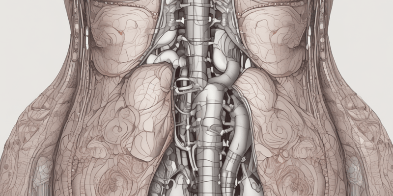 Anatomy of the Peritoneum