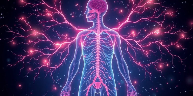 The Autonomic Nervous System Overview