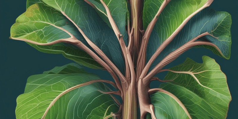 Transportation in Plants: Xylem, Phloem, and Related Processes Quiz