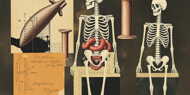 Biology Chapter: Digestion and Skeletal System