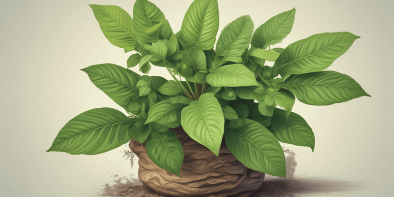 Basil Plant Identification