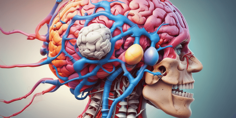 Neuroanatomy Part 2 - Thalamus, Brainstem, Cranial Nerves