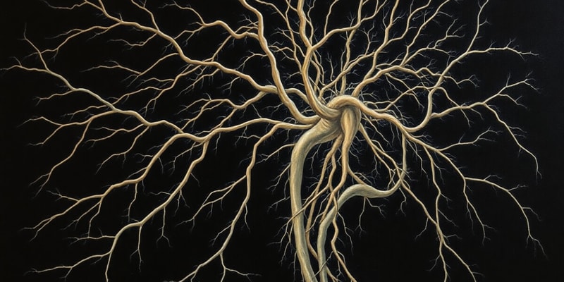 Human Nervous System Quiz