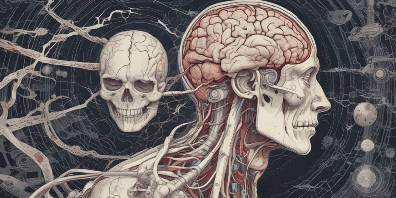 Human Brain Structure Quiz