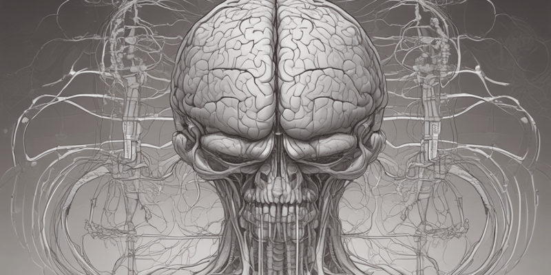 Basal Ganglia Overview and Components