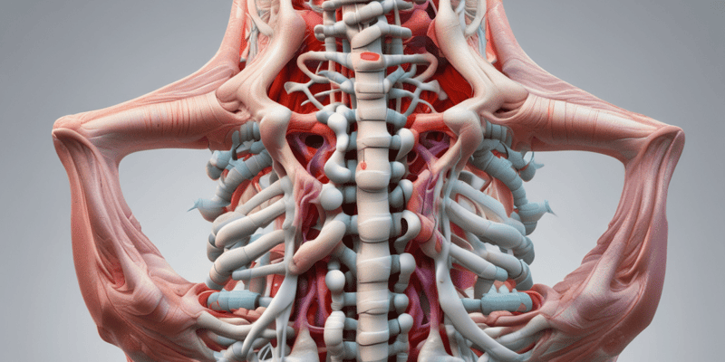 Anatomy: The Entire Spine