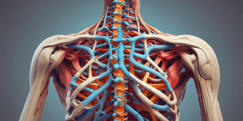Anatomy and Physiology of the Human Spine