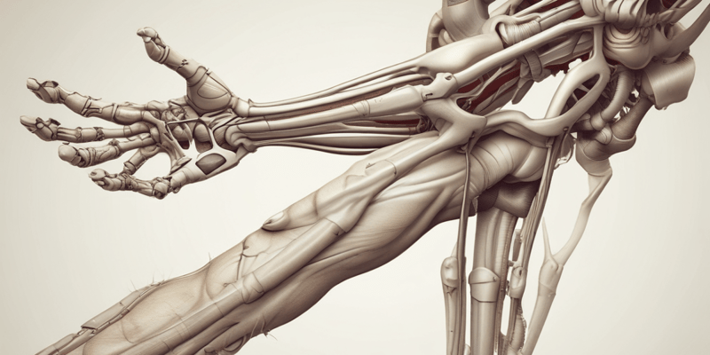 Lower Limb Bones Anatomy