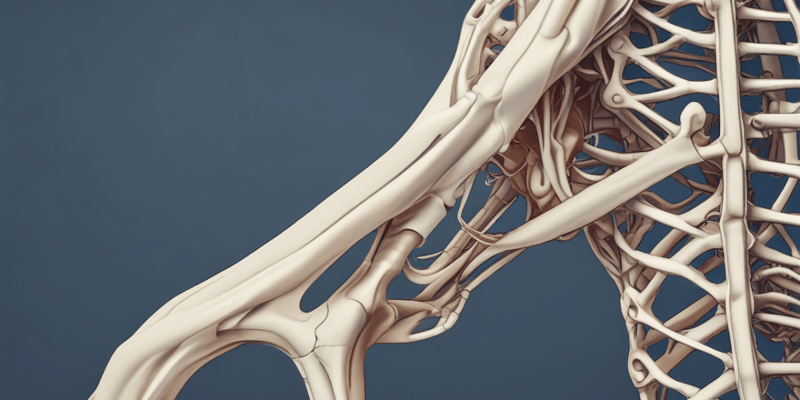Bones of the Lower Limbs and Pelvic Girdle
